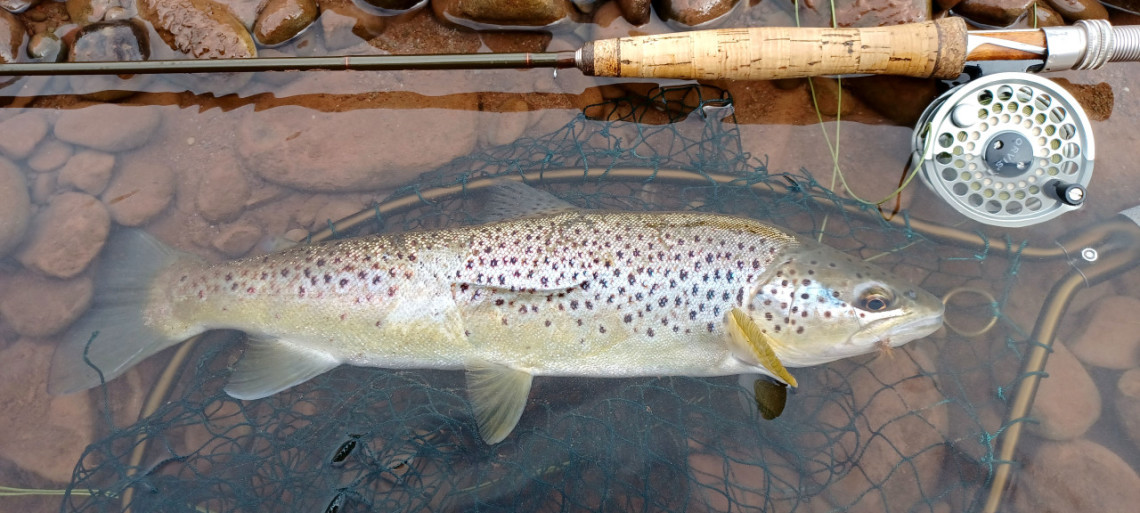 Usk trout on dry fly - SJ of Herefordshire